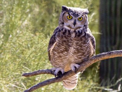 Great Horned Owl