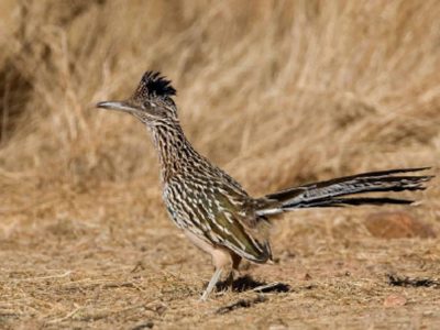 Greater Roadrunner