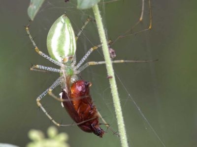 Green Lynx Spider