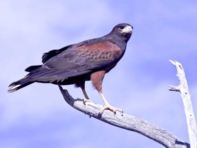 Harris’s Hawk