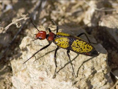 Iron-Cross Blister Beetle