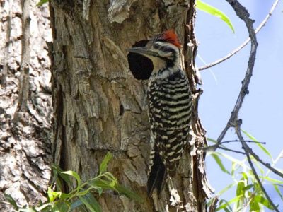 Ladder-Backed Woodpecker