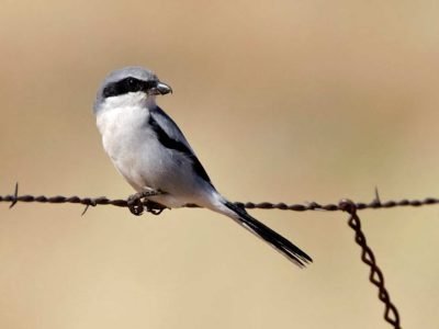 Loggerhead Shrike