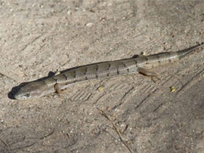 Madrean Alligator Lizard