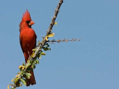 Northern Cardinal