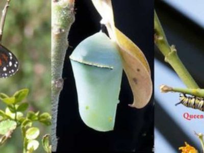 Monarch Butterfly chrysalis