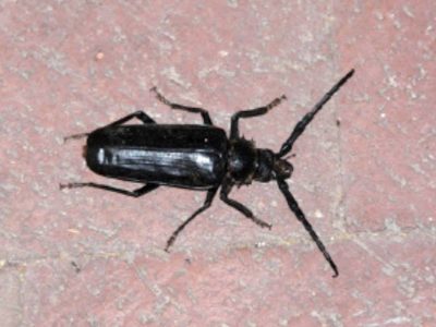 Palo Verde Root Borer