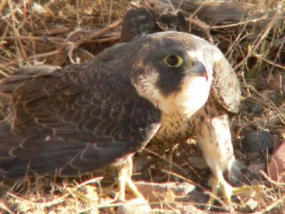 Peregrine Falcon