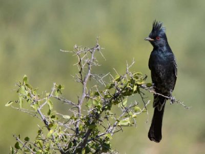 Phainopepla
