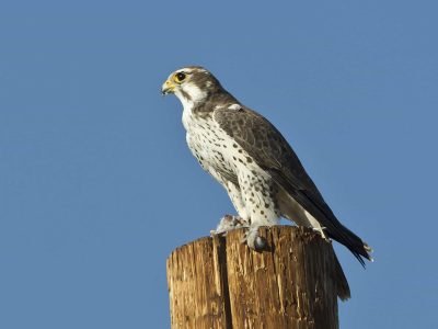 Prairie Falcon