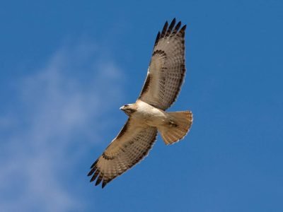 Red-Tailed Hawk