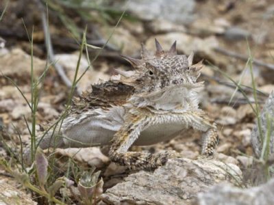 Regal Horned Lizard