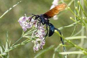 Tarantula Hawk Wasp