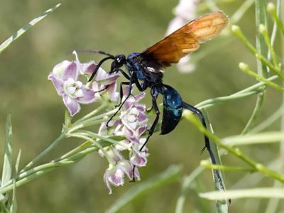 Tarantula Hawk Wasp