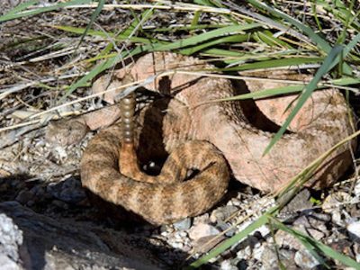 Tiger Rattlesnake 1