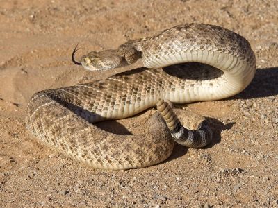 Western Diamondback Rattlesnake