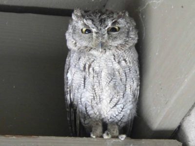 Western Screech-Owl
