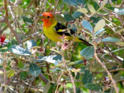 Western Tanager