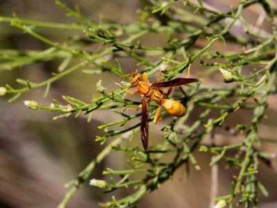 Yellow Paper Wasp 2