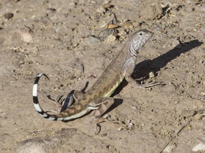 Zebra-Tailed Lizard looking over is shoulder with tail raised high