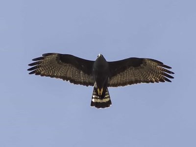 Zone-Tailed hawk soaring