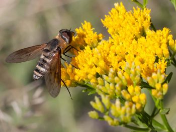 orange, black and white striped bee fly on yellow flowers