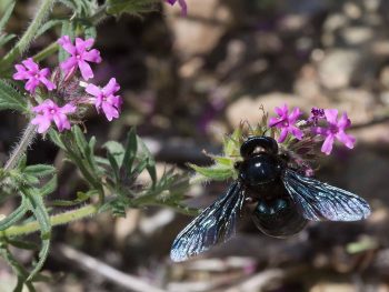 CSI Arthropod Gallery 4