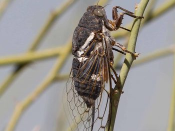 CSI Arthropod Gallery