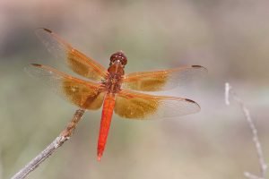Flame Skimmer Dragonfly 1