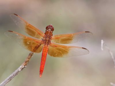Flame Skimmer Dragonfly 1
