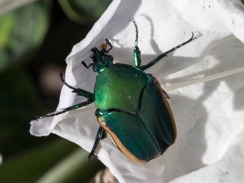 large, shiny green fig beetle on a white datura blossom