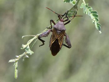 CSI Arthropod Gallery 3