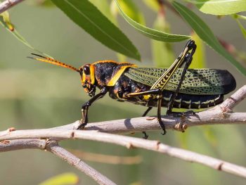 close-up of horse lubber grasshopper with green lacy wings and orange and black face and antenna