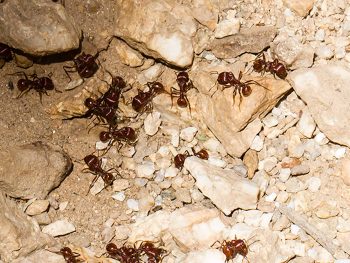 close-up of harvester ants in rocky soil