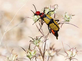 Iron cross blister beetle with yellow and black wings on red head and body