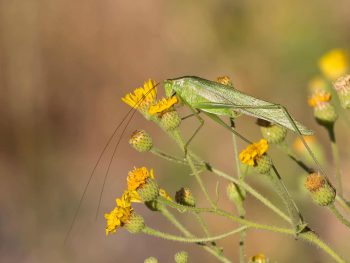 green katydid on green and yellow flowers