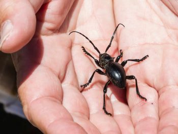 large, black long-horned beetle sitting on open hands