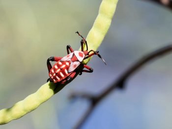 Red and Black giant mesquite bug nymph on a slender, bright green bean pod