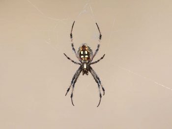 orb weaver spider hangs in the center of a web