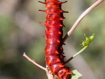 bright red pipeline swallowtail caterpillar on a twig
