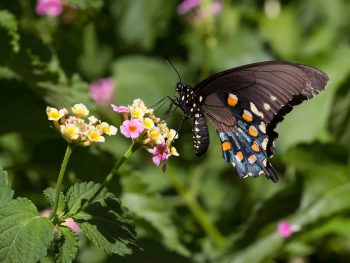 black, blue, and orange pipeline swallowtail on yellow and pink lantana flowers
