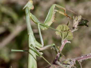 preying mantis on a leafy twig