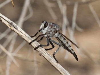 large robber fly on a twig