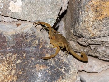 Bark scorpion in a rock crevice