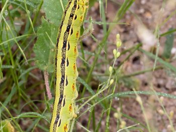 green, black, and white striped sphinx moth caterpillar on a slender twig