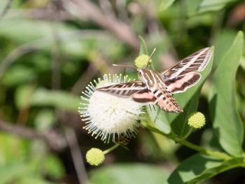 striped sphynx moth hovers near a button flower