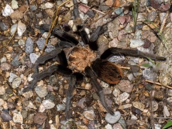 CSI Arthropod Gallery 1