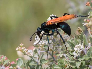 Blue-black tarantula hawk wasp with bright orange wings