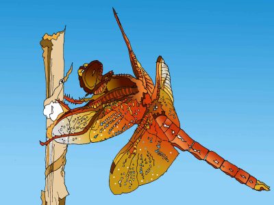 Critter Scene Investigation