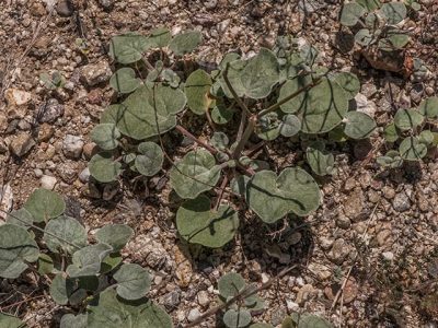 Skeleton Weed & Wright's Buckwheat 1